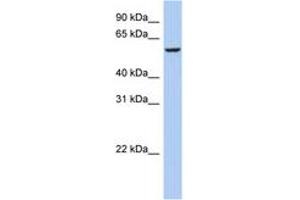 Image no. 1 for anti-F-Box Protein 33 (FBXO33) (AA 431-480) antibody (ABIN6743931) (FBXO33 Antikörper  (AA 431-480))