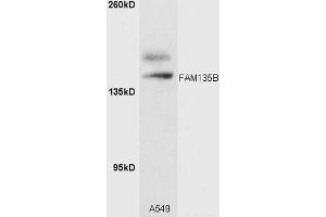 A549 cell lysates probed with Rabbit Anti-FAM135B Polyclonal Antibody (ABIN1386912) at 1:300 overnight in 4˚C. (FAM135B Antikörper  (AA 1080-1130))