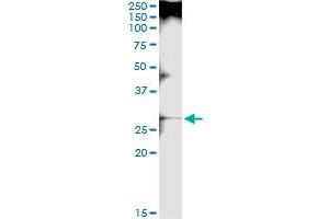 Immunoprecipitation of LGALS3 transfected lysate using anti-LGALS3 MaxPab rabbit polyclonal antibody and Protein A Magnetic Bead , and immunoblotted with LGALS3 purified MaxPab mouse polyclonal antibody (B01P) . (Galectin 3 Antikörper  (AA 1-250))
