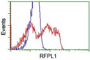 HEK293T cells transfected with either RC211141 overexpress plasmid (Red) or empty vector control plasmid (Blue) were immunostained by anti-RFPL1 antibody (ABIN2453595), and then analyzed by flow cytometry. (RFPL1 Antikörper)