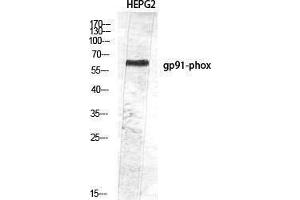 Western Blotting (WB) image for anti-Cytochrome B-245, beta Polypeptide (CYBB) (Internal Region) antibody (ABIN3187891) (CYBB Antikörper  (Internal Region))
