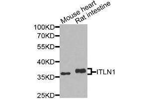 Western blot analysis of extracts of various cell lines, using ITLN1 antibody (ABIN5974359) at 1/1000 dilution. (ITLN1/Omentin Antikörper)