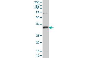 Western Blotting (WB) image for anti-N-Methylpurine-DNA Glycosylase (MPG) (AA 1-90) antibody (ABIN598817) (MPG Antikörper  (AA 1-90))