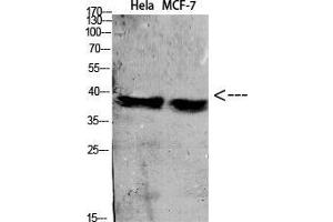 Western Blot (WB) analysis of specific cells using Antibody diluted at 1:1000. (C5AR1 Antikörper)