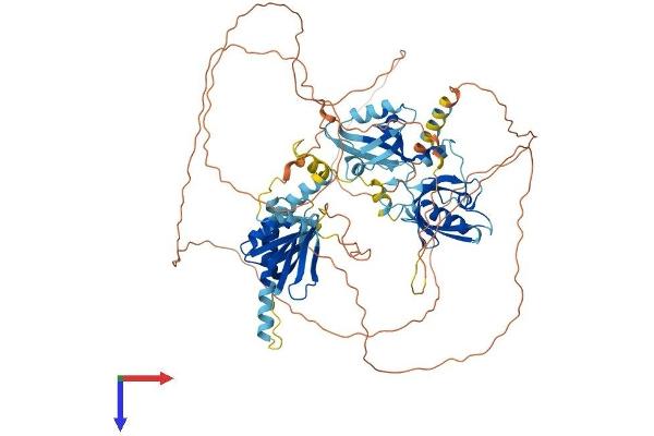 APBA2 Protein (AA 1-750) (His tag)