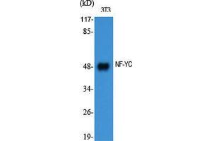 Western Blot (WB) analysis of specific cells using NF-YC Polyclonal Antibody. (NFYC Antikörper  (N-Term))