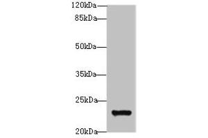 Western blot All lanes: MND1 antibody at 10 μg/mL + Jurkat whole cell lysate Secondary Goat polyclonal to rabbit IgG at 1/10000 dilution Predicted band size: 24 kDa Observed band size: 24 kDa (MND1 Antikörper  (AA 2-205))