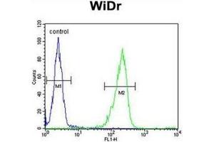 Flow cytometric analysis of WiDr cells using IL31 Antibody (N-term) Cat.