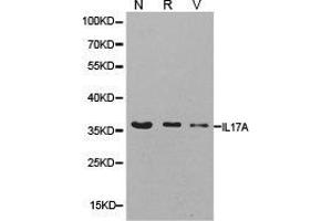 Western Blotting (WB) image for anti-Interleukin 17A (IL17A) antibody (ABIN1873195) (Interleukin 17a Antikörper)