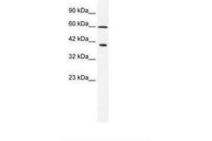 Image no. 1 for anti-Minichromosome Maintenance Complex Component 7 (MCM7) (N-Term) antibody (ABIN203097)