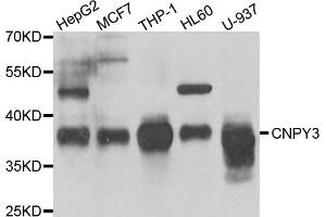 Western blot analysis of extracts of various cell lines, using CNPY3 antibody (ABIN5975491) at 1/1000 dilution. (TNRC5 Antikörper)