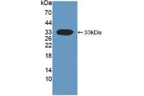 DKK1 anticorps  (AA 33-266)