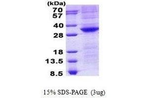 Figure annotation denotes ug of protein loaded and % gel used. (OCT4 Protein)