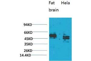 Western Blot (WB) analysis of 1) Rat Brain Tissue, 2)HeLa, with CXCR4 Rabbit Polyclonal Antibody diluted at 1:2000. (CXCR4 Antikörper)
