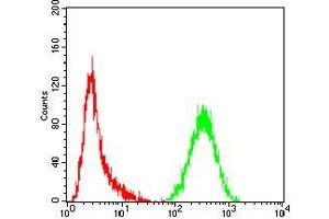 Flow cytometric analysis of Hela cells using CASP3 mouse mAb (green) and negative control (red). (Caspase 3 Antikörper  (AA 29-175))