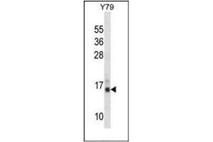 Western blot analysis of PFN2 Antibody (C-term) in Y79 cell line lysates (35ug/lane). (PFN2 Antikörper  (C-Term))