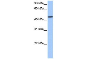SAMD14 antibody used at 1 ug/ml to detect target protein.