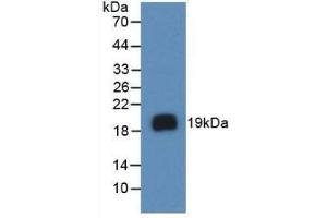 Western Blotting (WB) image for anti-Vascular Endothelial Growth Factor A (VEGFA) (AA 28-191) antibody (ABIN6002755)