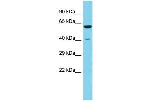 Host: Rabbit Target Name: RSRC1 Sample Type: 721_B Whole Cell lysates Antibody Dilution: 1. (RSRC1 Antikörper  (N-Term))