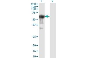 Western Blot analysis of PRUNE expression in transfected 293T cell line by PRUNE monoclonal antibody (M01), clone 1C11. (PRUNE Antikörper  (AA 1-453))