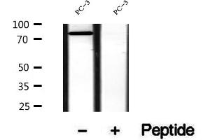 Western blot analysis of extracts of PC-3 cells, using SEC63 antibody. (SEC63 Antikörper  (C-Term))