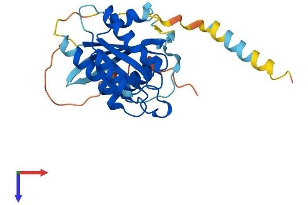 RASL11B Protein (AA 1-248) (His tag)