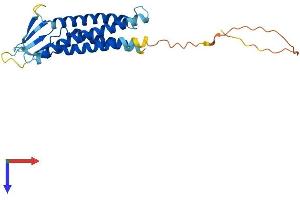 CLDN10 Protein (AA 1-231) (His tag)