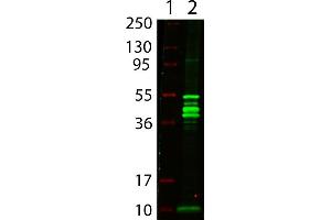 Western Blot showing detection of Maltose Binding Protein (MBP) (0. (MBP Tag Antikörper)