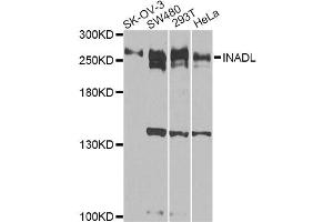 Western blot analysis of extracts of various cell lines, using INADL antibody. (PATJ Antikörper)