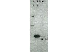 Western Blotting (WB) image for anti-Rqn1 (C-Term) antibody (ABIN2452117) (Rqn1 (C-Term) Antikörper)