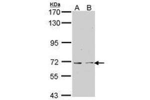 Image no. 1 for anti-K(lysine) Acetyltransferase 5 (KAT5) (AA 230-462) antibody (ABIN467563) (KAT5 Antikörper  (AA 230-462))