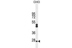 CF062 Antibody (Center) western blot analysis in CHO cell line lysates (35ug/lane). (C6ORF62 Antikörper  (Middle Region))