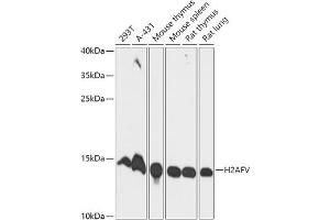 Western blot analysis of extracts of various cell lines, using Histone H2AFV antibody (ABIN7267555) at 1:1000 dilution. (H2AFV Antikörper  (AA 1-128))