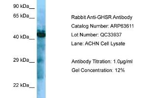 Western Blotting (WB) image for anti-Growth Hormone Secretagogue Receptor (GHSR) (C-Term) antibody (ABIN970766) (GHSR Antikörper  (C-Term))