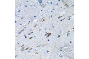 Immunohistochemistry of paraffin-embedded mouse brain using BLZF1 antibody (ABIN2561429) at dilution of 1:100 (40x lens). (BLZF1 Antikörper)