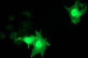 Anti-RASD2 mouse monoclonal antibody (ABIN2453975) immunofluorescent staining of COS7 cells transiently transfected by pCMV6-ENTRY RASD2 (RC201454). (RASD2 Antikörper)