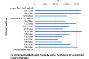 The recombinant Acetyl Lysine antibody recognizes acetylated lysine in peptides with different sequences.