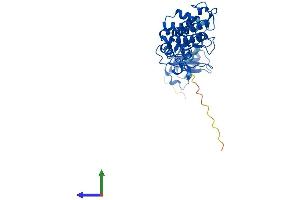 Protein Structure (PS) image for DNA Fragmentation Factor, 40kDa, beta Polypeptide (Caspase-Activated DNase) (DFFB) (AA 1-344) protein (His tag) (ABIN7562412)