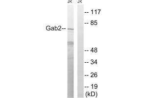 Western blot analysis of extracts from Jurkat cells, treated with TNF (2500U/ml, 30mins), using Gab2 (epitope around residue 623) antibody. (GAB2 Antikörper  (Ser623))