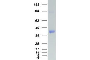 Western Blotting (WB) image for Interferon Regulatory Factor 8 (IRF8) protein (Myc-DYKDDDDK Tag) (ABIN2723812)
