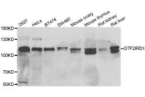 Western blot analysis of extracts of various cell lines, using GTF2IRD1 antibody. (GTF2IRD1 Antikörper  (AA 660-959))