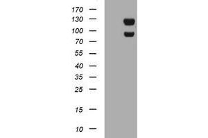 Image no. 10 for anti-Ubiquitin Specific Peptidase 7 (Herpes Virus-Associated) (USP7) antibody (ABIN1498593) (USP7 Antikörper)