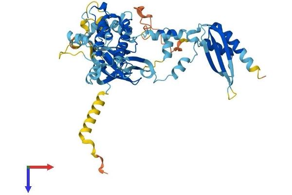 NRBP2 Protein (NRBP2) (AA 1-501) (His tag)