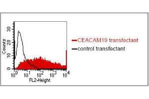 FACS analysis of BOSC23 cells using HY-8H10. (CEACAM19 Antikörper)