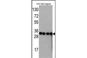 Western blot analysis of anti-G7 Monoclonal Antibody ABIN387793 by Recombinant G7 protein (Fragment 34KD). (ATG7 Antikörper)