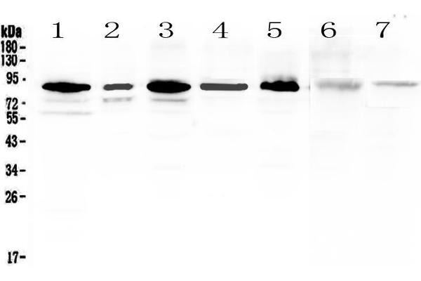 MED15 anticorps  (AA 1-285)