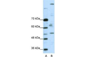 WB Suggested Anti-PEG3 Antibody Titration:  0.