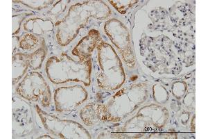 Immunoperoxidase of monoclonal antibody to TAOK2 on formalin-fixed paraffin-embedded human kidney. (TAO Kinase 2 Antikörper  (AA 831-930))