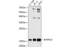 Western blot analysis of extracts of various cell lines, using MRPL43 antibody (ABIN7268573) at 1:1000 dilution.