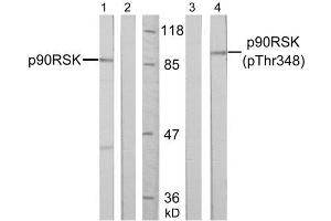 Western blot analysis of extract from HeLa cells, untreated or treated with PMA (200nM, 30min), using p90RSK (Ab-348) antibody (E021135, Lane 1 and 2) and p90RSK (phospho-Thr348) antibody (E011105, Lane 3 and 4). (RPS6KA3 Antikörper)